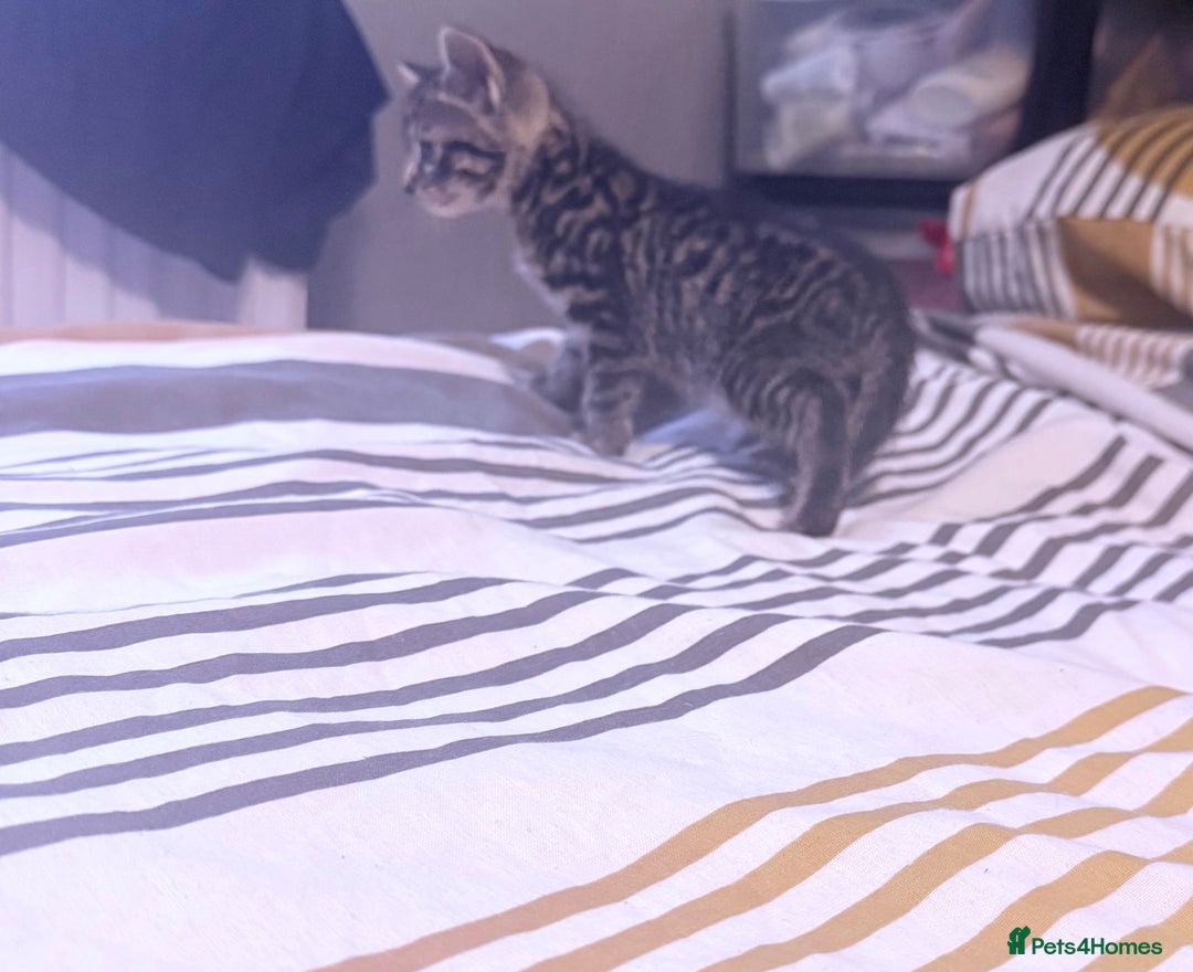 Mixed Breed cats for sale: Adorable mixed litter  - Image 4