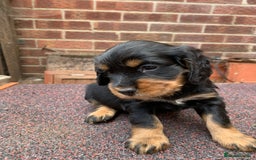 Cocker Spaniel dogs for sale: cocker spaniel pups ready for reserve - Image 17