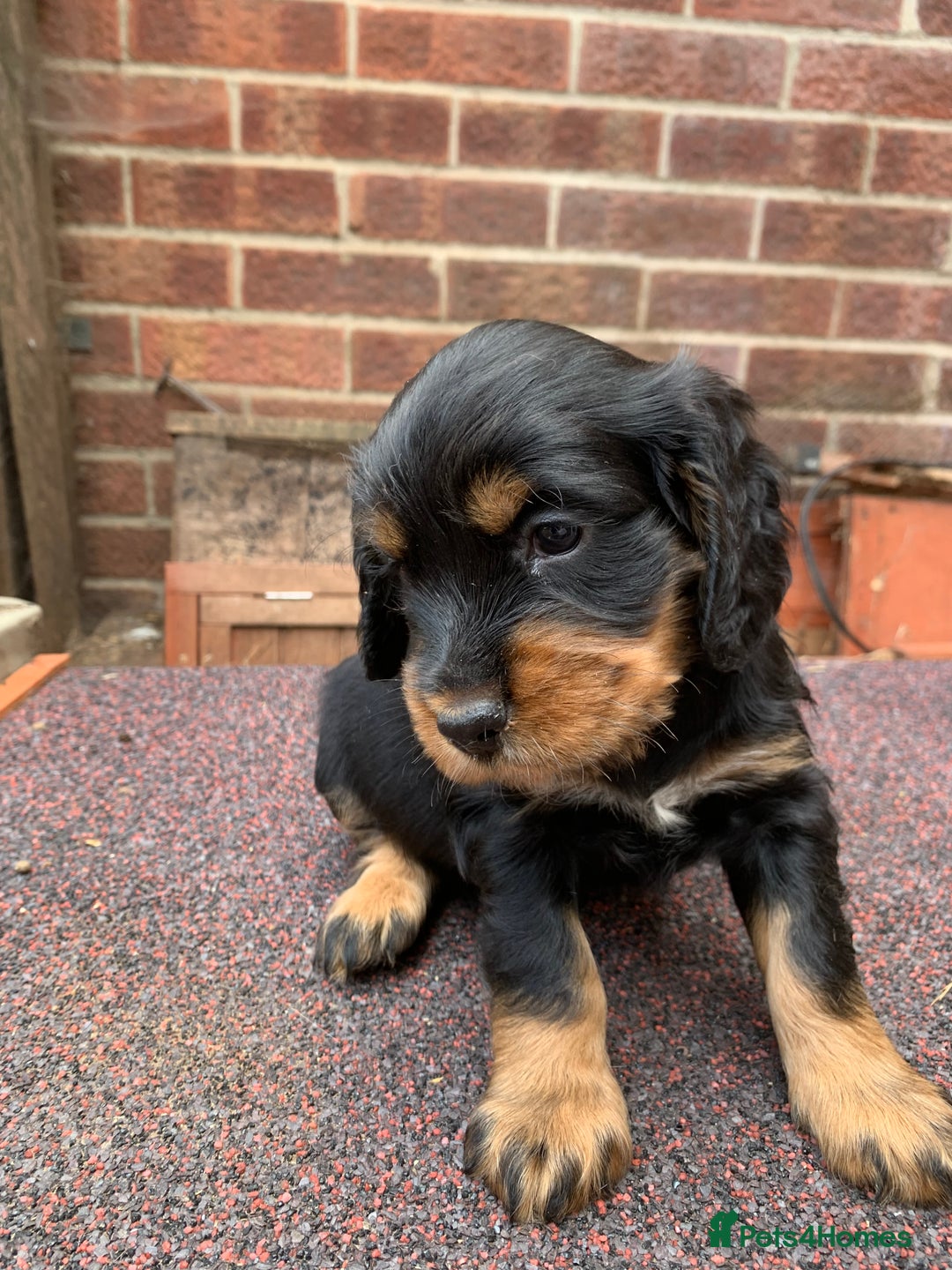 Cocker Spaniel dogs for sale: cocker spaniel pups ready for reserve - Image 17