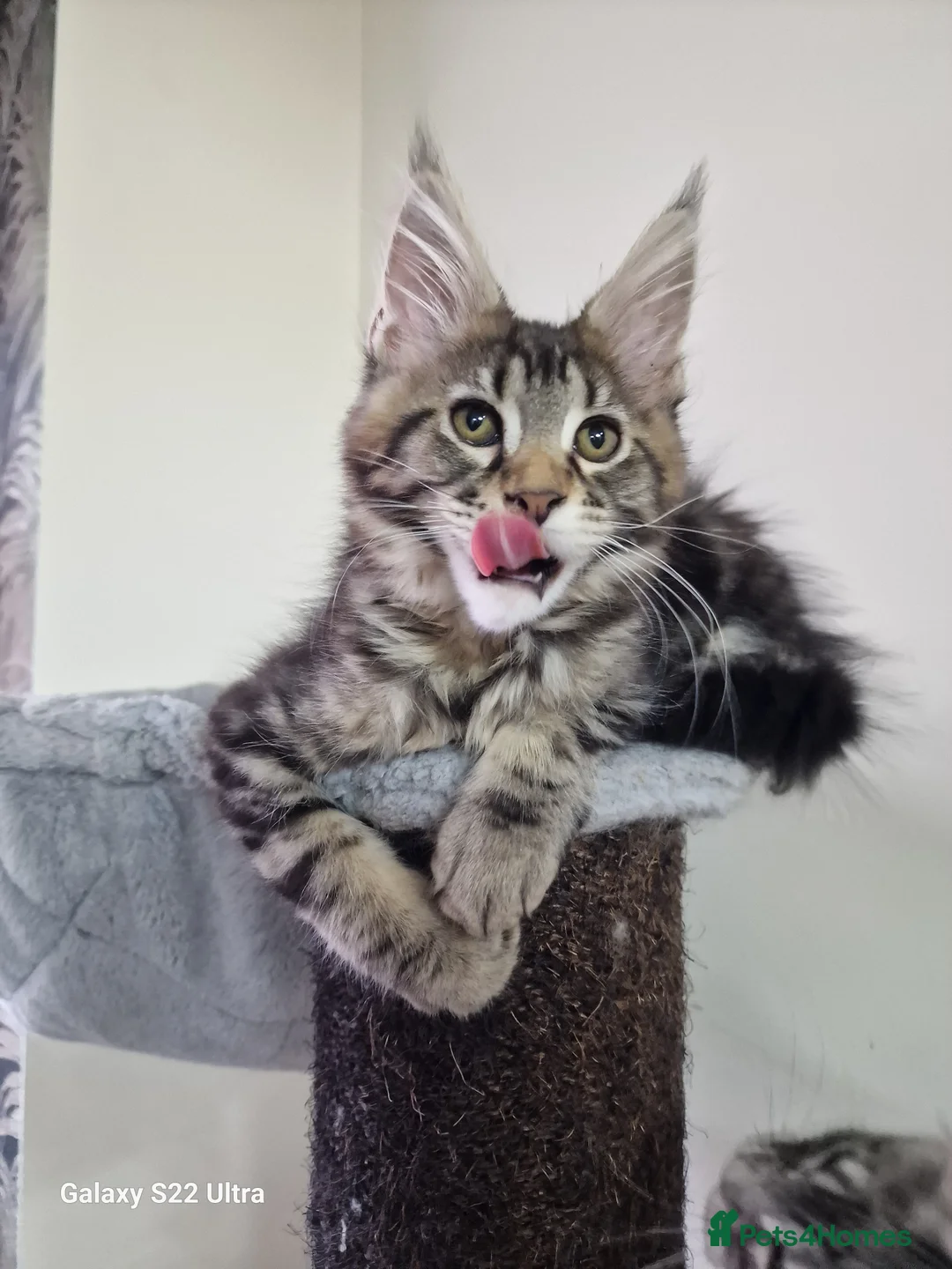 Maine Coon cats for sale:  Kittens – Licensed Fenikscoon Cattery (UK) 🐾 - Advert 20