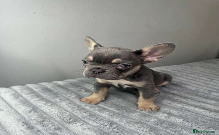 French Bulldog dogs - Advert 1
