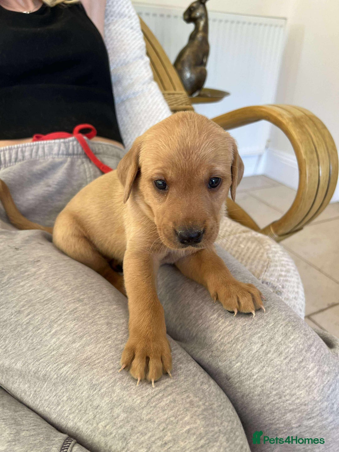 Labrador Retriever dogs for sale: Kc Registered Red Labradors - Image 3