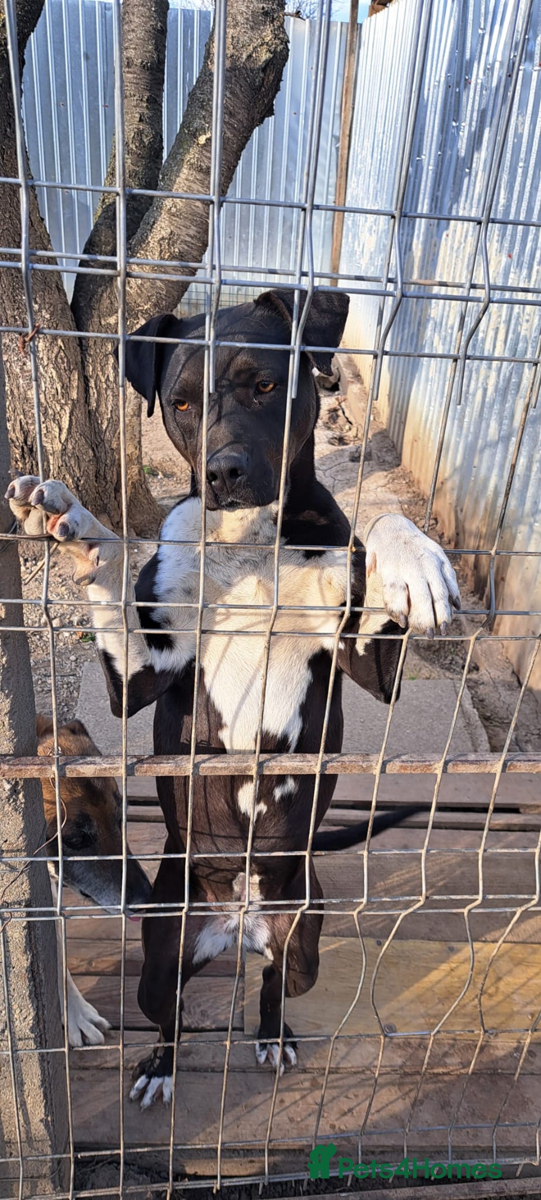 Mixed Breed dogs for adoption: LUCKY - a superb and gentle girl for a Loving Home - Image 4