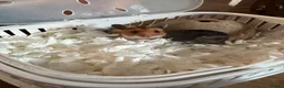 Hamster rodents for sale: Male Syrian hamster Toffee in Manchester - Advert 8