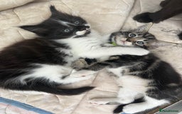 Maine Coon cats for sale: MaineCoon Female Kitten 🩷 - Image 9