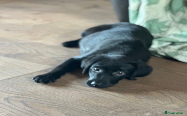 Labrador Retriever dogs - Advert 2