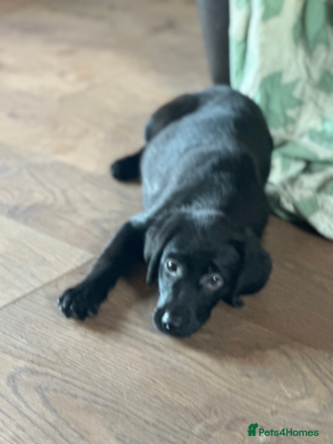 Labrador Retriever dogs for sale: Happy and playful Black Lab Puppies - Image 1