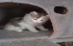 Ragcoon cats for sale: Stunning, and chunky ragcoons  - Image 12