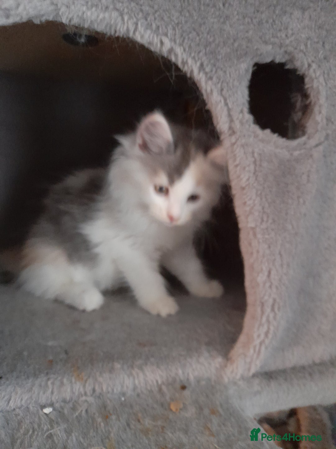 Ragcoon cats for sale: Stunning, and chunky ragcoons  - Image 12