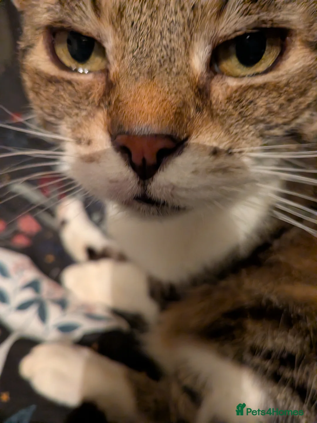 Domestic Shorthair cats for sale: 14 year old Domestic short haired female older cat - Advert 4