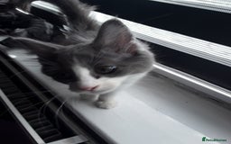 Ragcoon cats for sale: FINAL REDUCTION £300  Stunning, chunky ragcoons  - Image 18