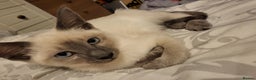 Snowshoe cats for sale: Rare Pedigree TICA Snowshoe Kittens -ONLY ONE LEFT - Advert 17