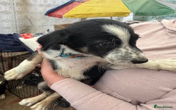 Bearded Collie dogs for sale: Border collies - Image 4