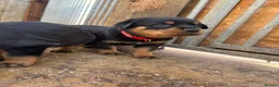 Rottweiler dogs for sale: Top KC Registered Female Puppies - Advert 4