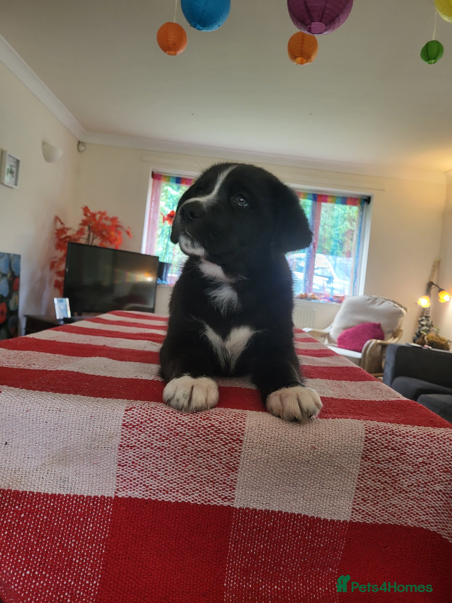 Mixed Breed dogs 1 left! stunning Teddy Tanks.   - Advert 1