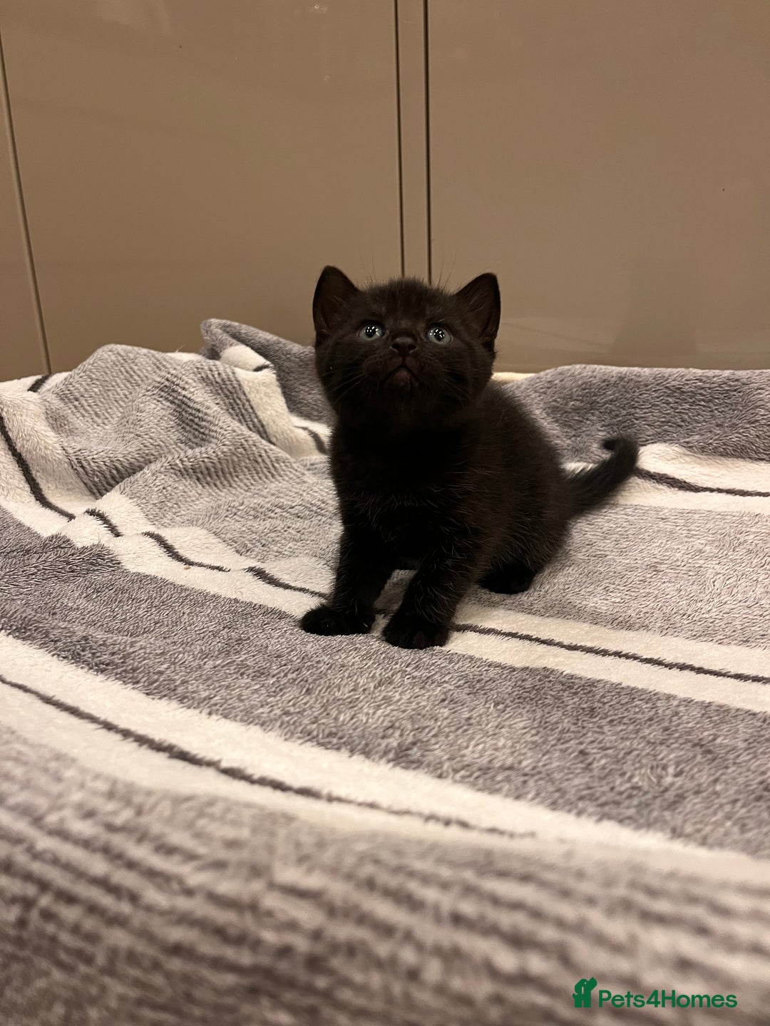 British Shorthair cats for sale: British Shorthair Kittens - Advert 18