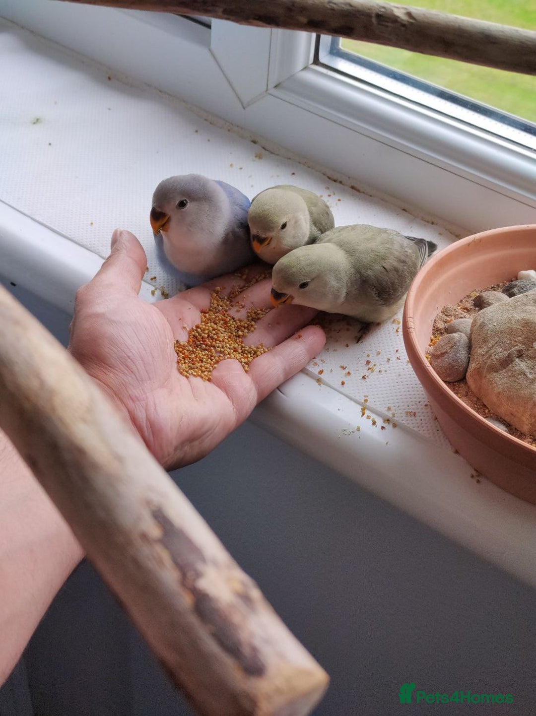 Lovebirds birds for sale: Tales of Cinder, Bobo, Soul & Enma - Image 2