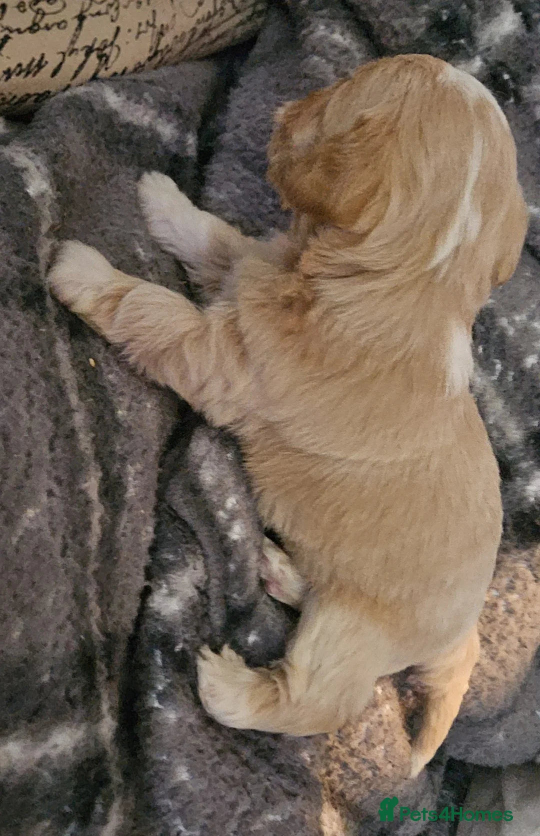 Mixed Breed dogs for sale: Beautiful Stunning Westiepoo Puppies - Advert 13