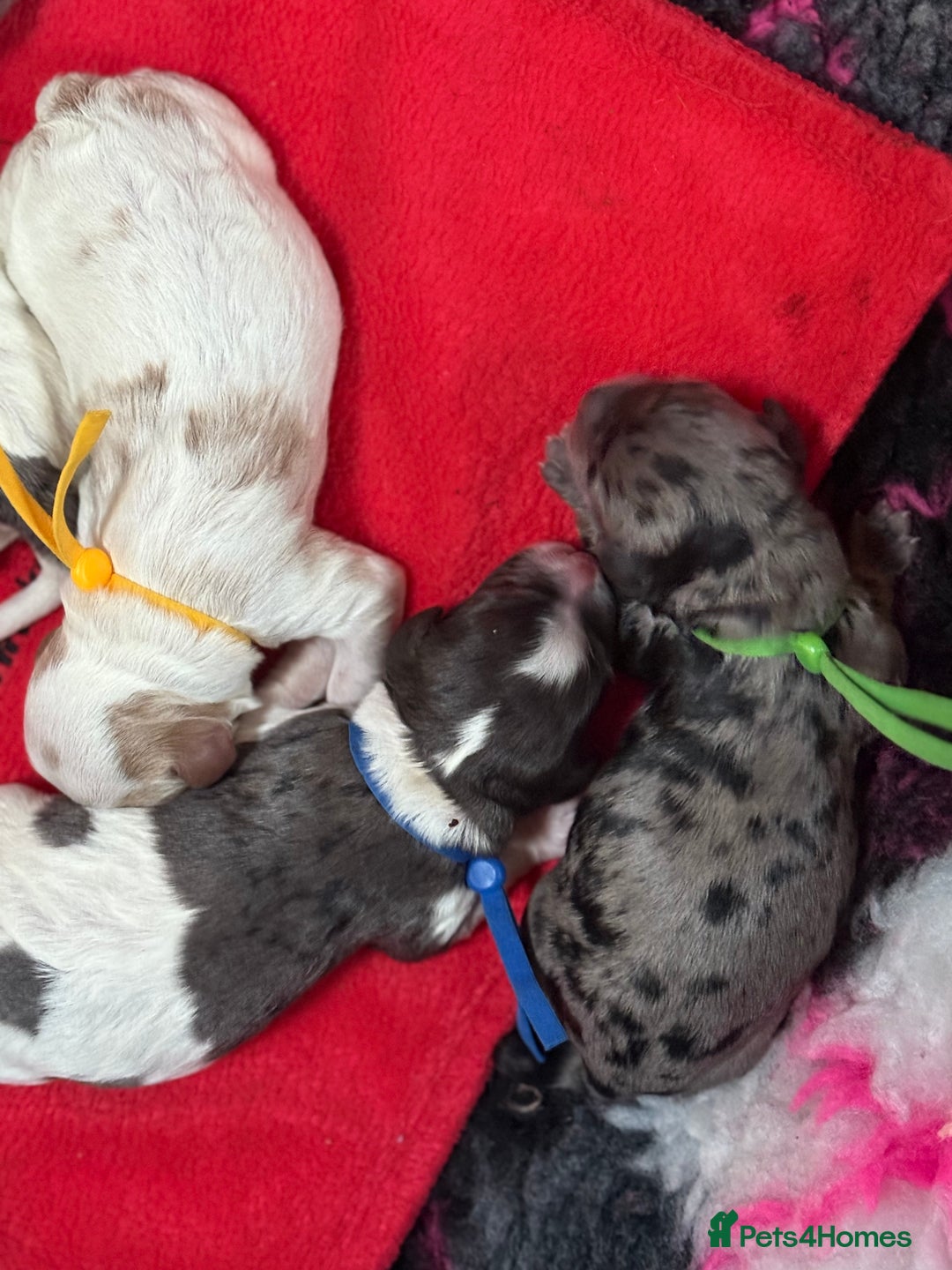 Cavapoo dogs for sale: Extensively health tested stunning cavapoo’s - Image 14