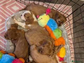 Cavalier King Charles Spaniel dogs 7 HEALTH TESTED & KC REG CAVALIERS - READY MONDAY - Advert 3