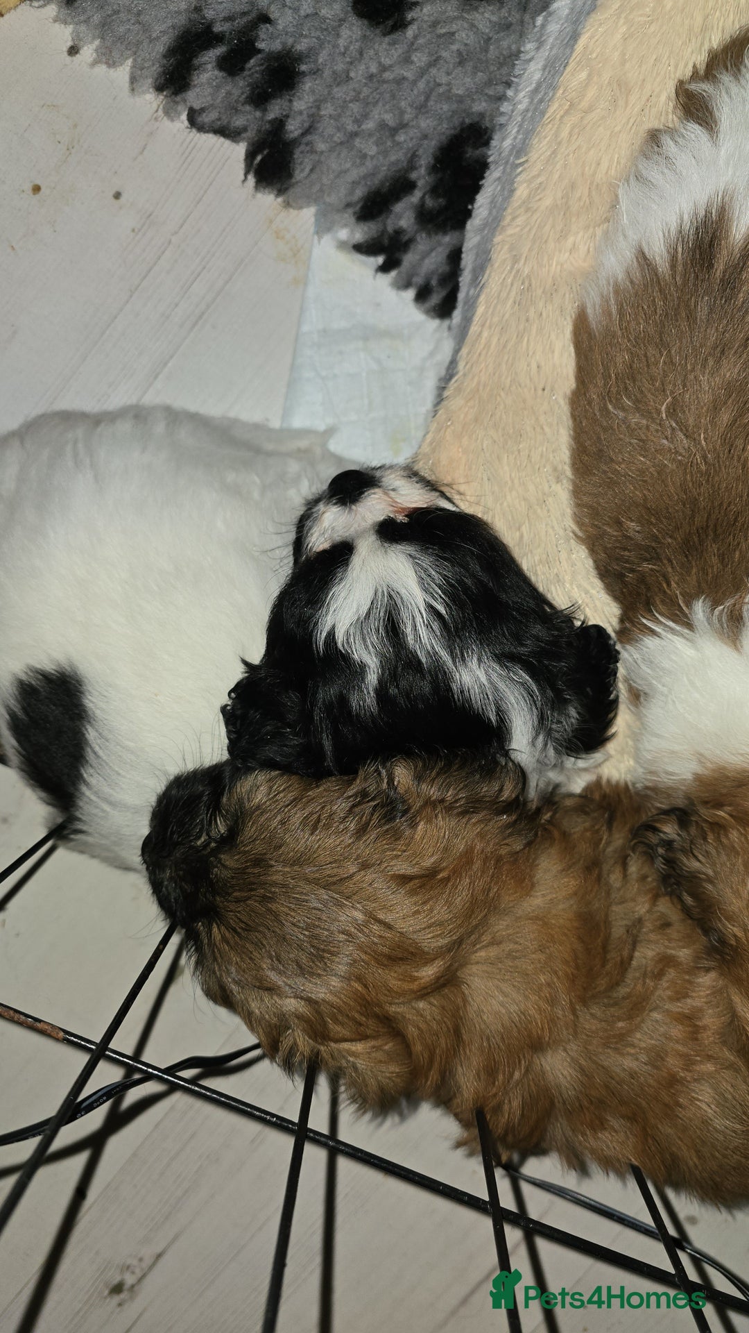 Mixed Breed dogs for sale: Beautiful litter of pomshis  - Advert 2