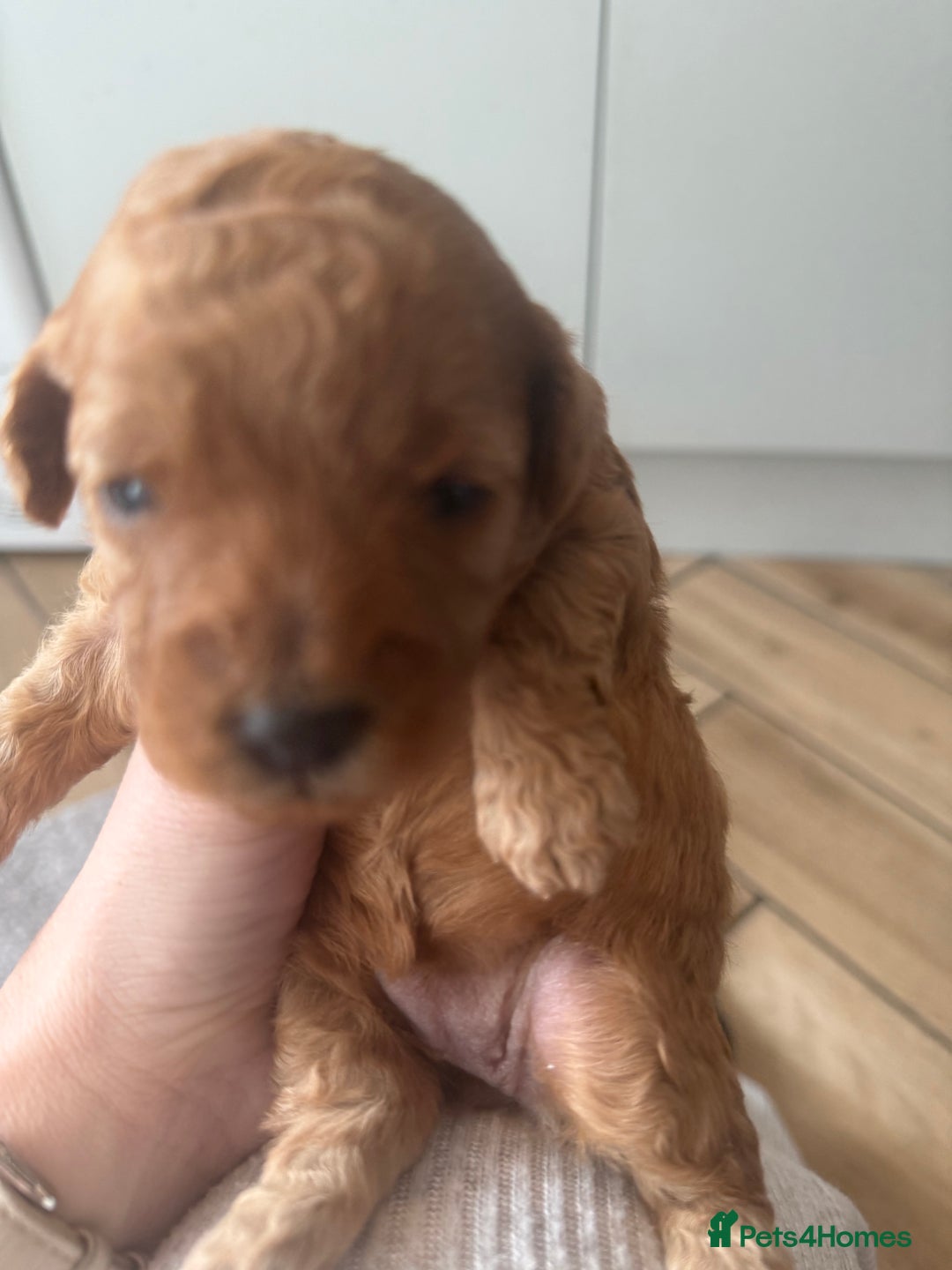 Cavapoo dogs for sale: Adorable F1B Cavapoo Puppies - Advert 6
