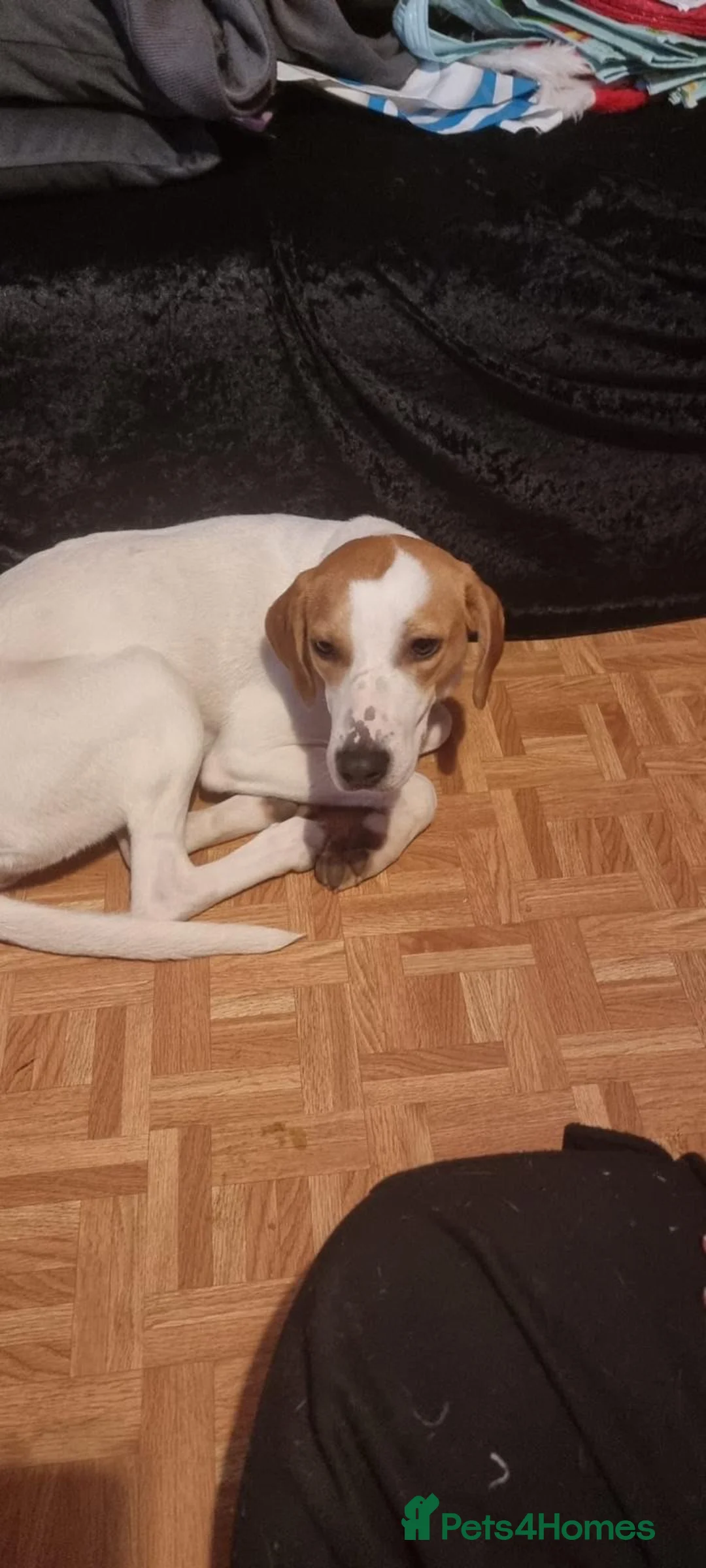 Mixed Breed dogs for sale: Foxhound cross whippet  - Advert 2