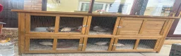 Quail poultry for sale: Quails for sale - Advert 2