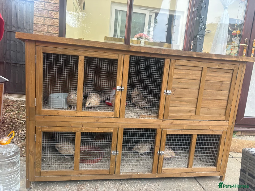 Quail poultry for sale: Quails for sale - Advert 2