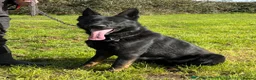 German Shepherd dogs for sale: Quality young male German Shepherd - Advert 7