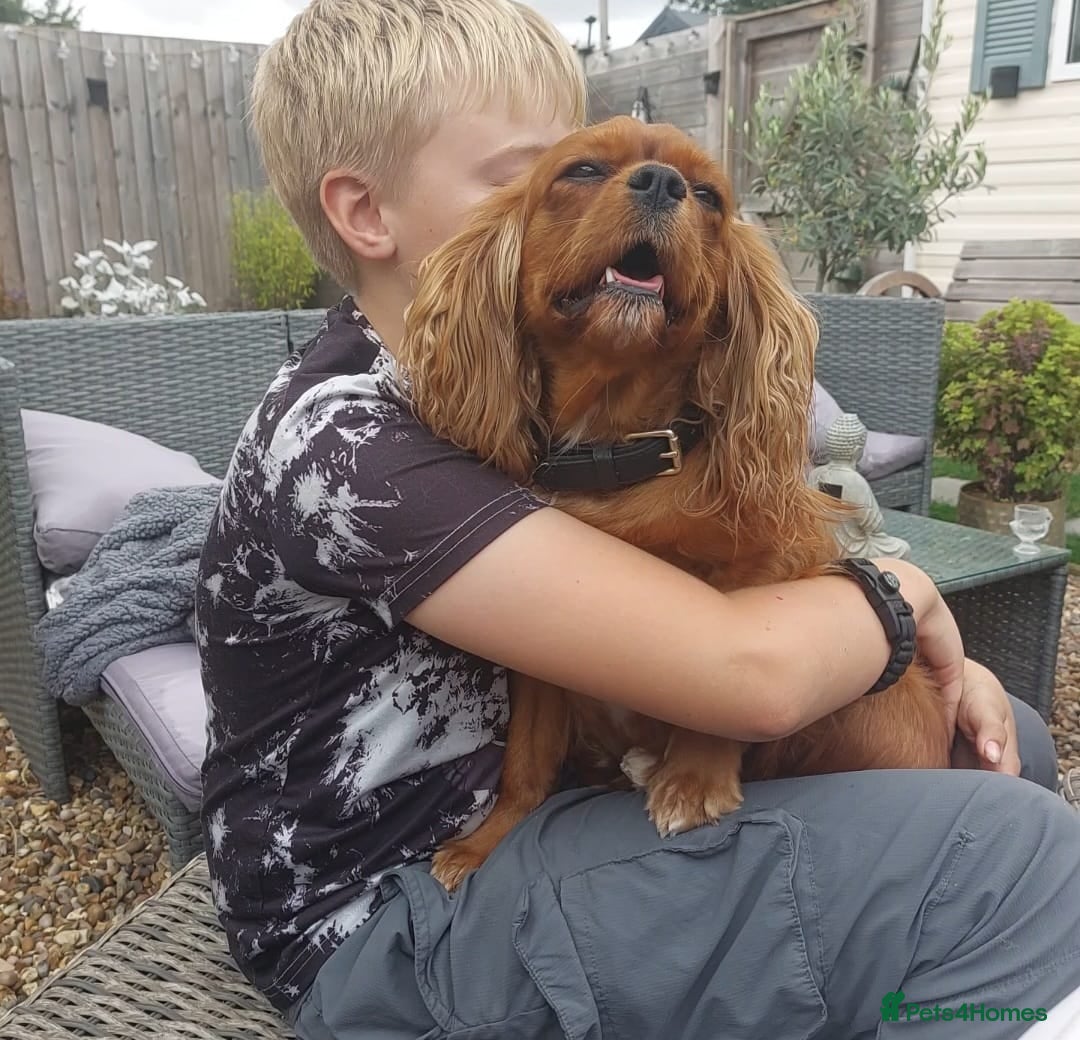 Cavapoo dogs for sale: Beautiful F1 Cavapoo's  - Advert 5