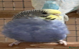 Budgerigars birds for sale: Budgies - Advert 9