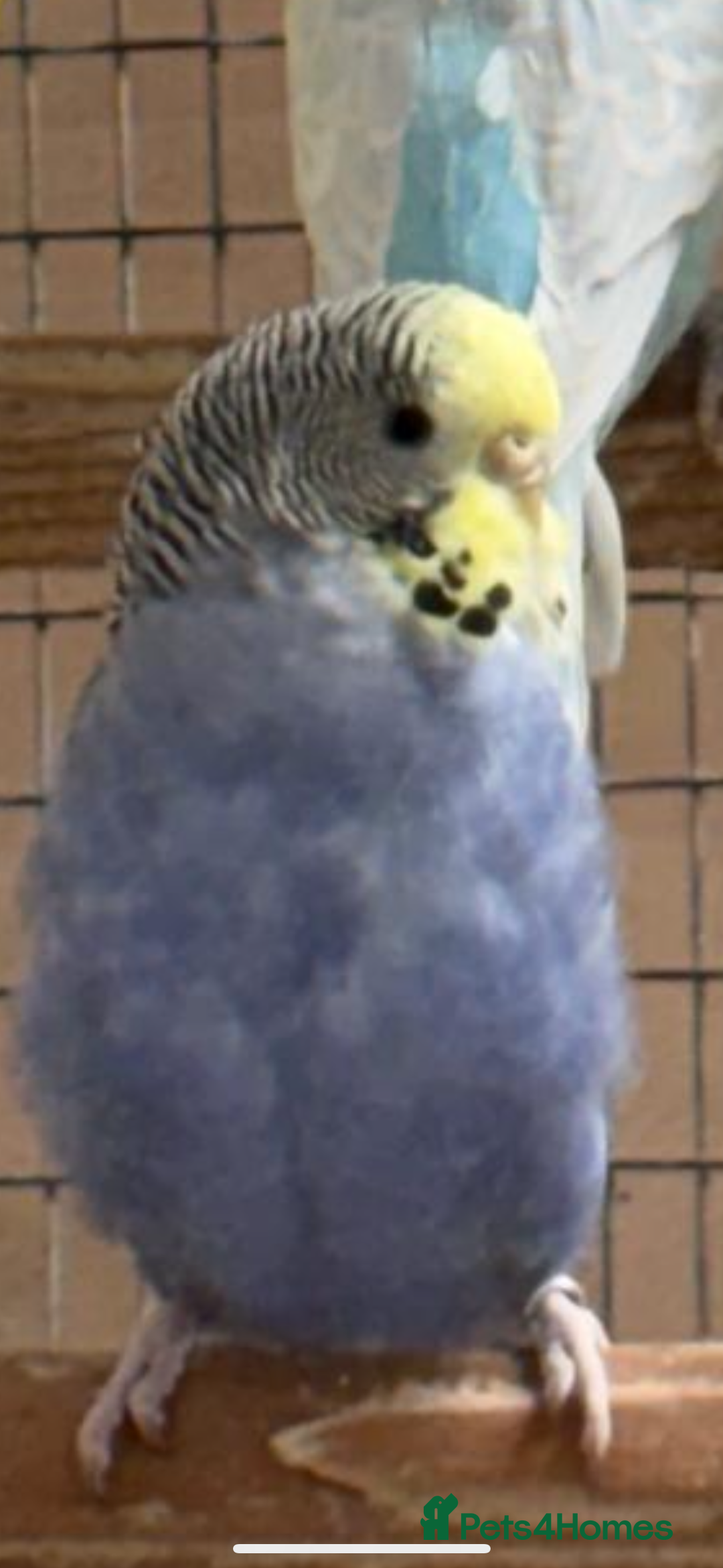 Budgerigars birds for sale: Budgies - Advert 9