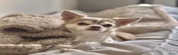 Chihuahua dogs for stud: Unique Chihuahua for Stud 🐾 - Advert 1