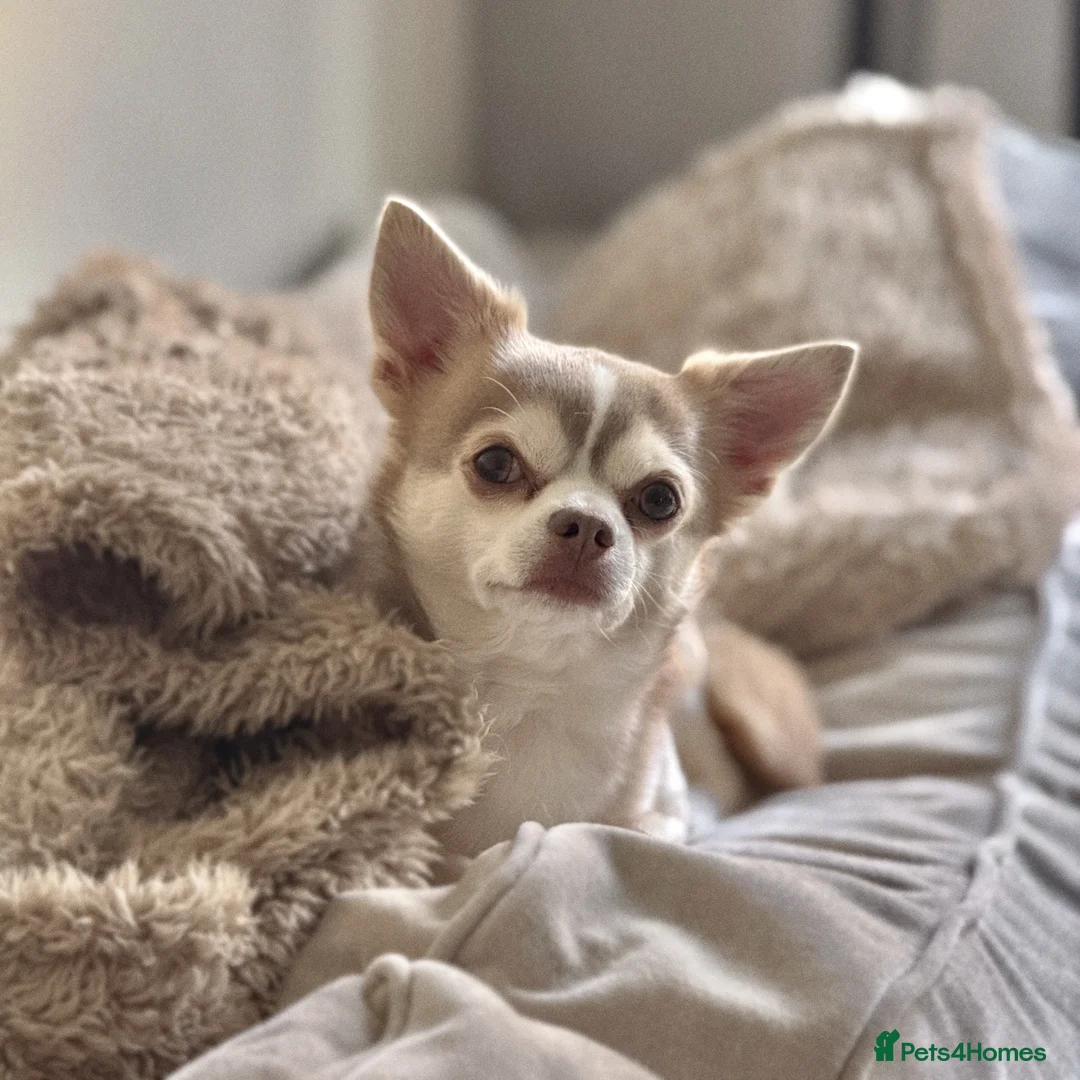 Chihuahua dogs for stud: Unique Chihuahua for Stud 🐾 - Advert 1