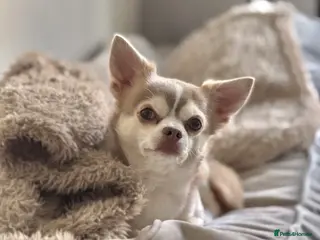 Chihuahua dogs Unique Chihuahua for Stud 🐾 - Advert 6