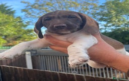 Dachshund dogs for sale: Min dachshund x teckel ( standered dachshund) - Image 7
