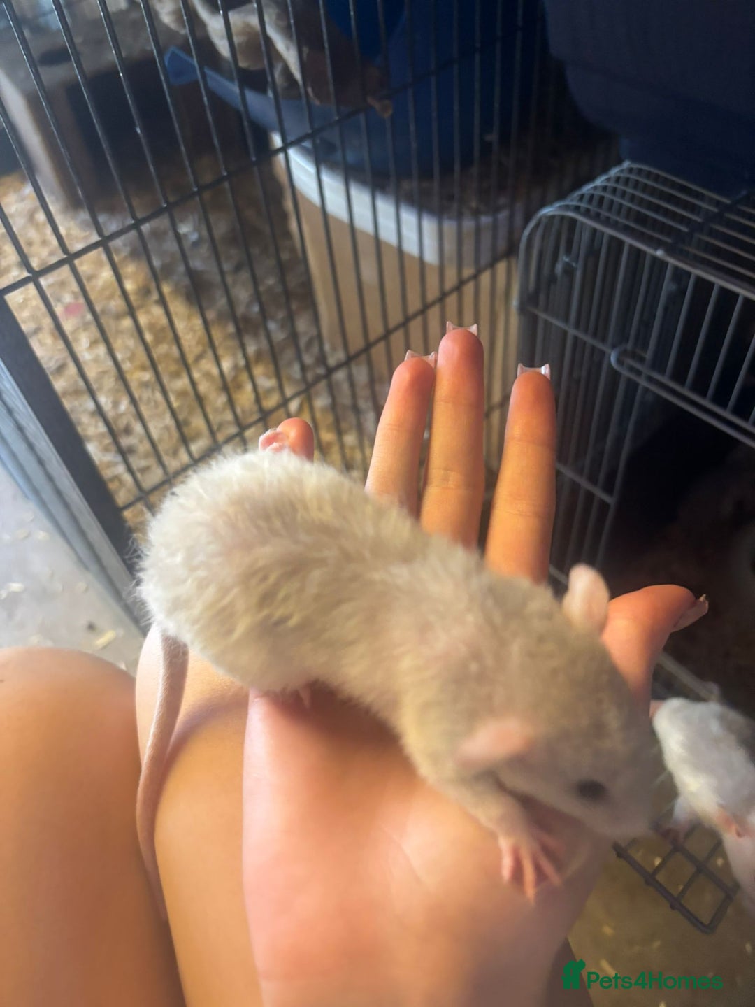 Rat rodents for sale: Babies rats, rex, dumbos and fancy - Image 14