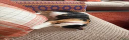 Mixed Breed cats for sale: Calico female 1 year Old in Stanley - Advert 4