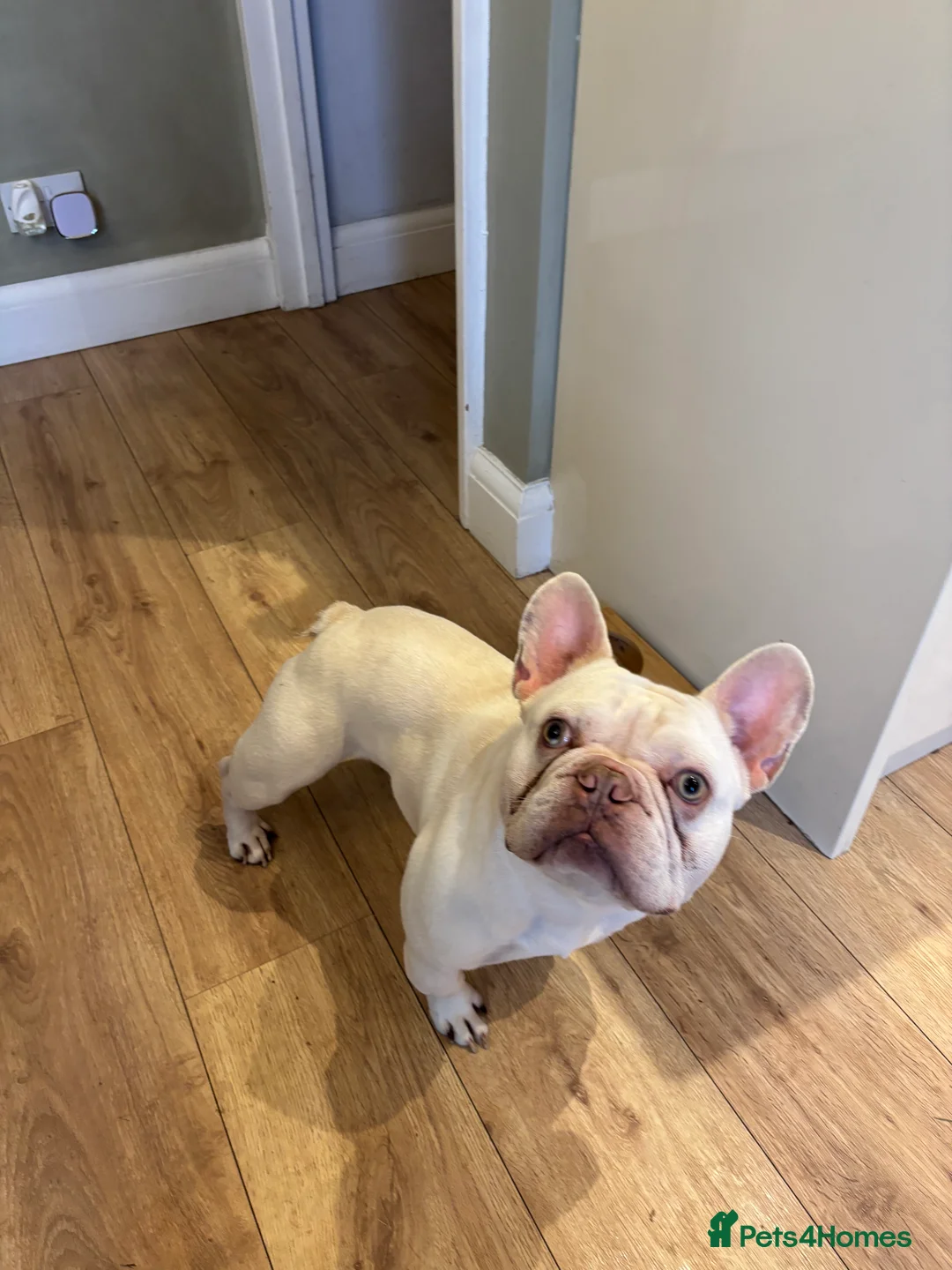 French Bulldog dogs for sale: French bulldog for sale  in Stanford-le-Hope - Advert 6