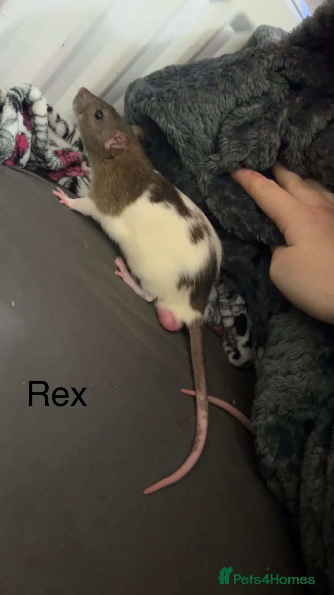 Rat rodents for sale: Ratties  - Advert 8