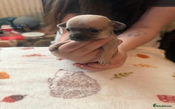 Chihuahua dogs for sale: Chihuahua puppies - Image 4