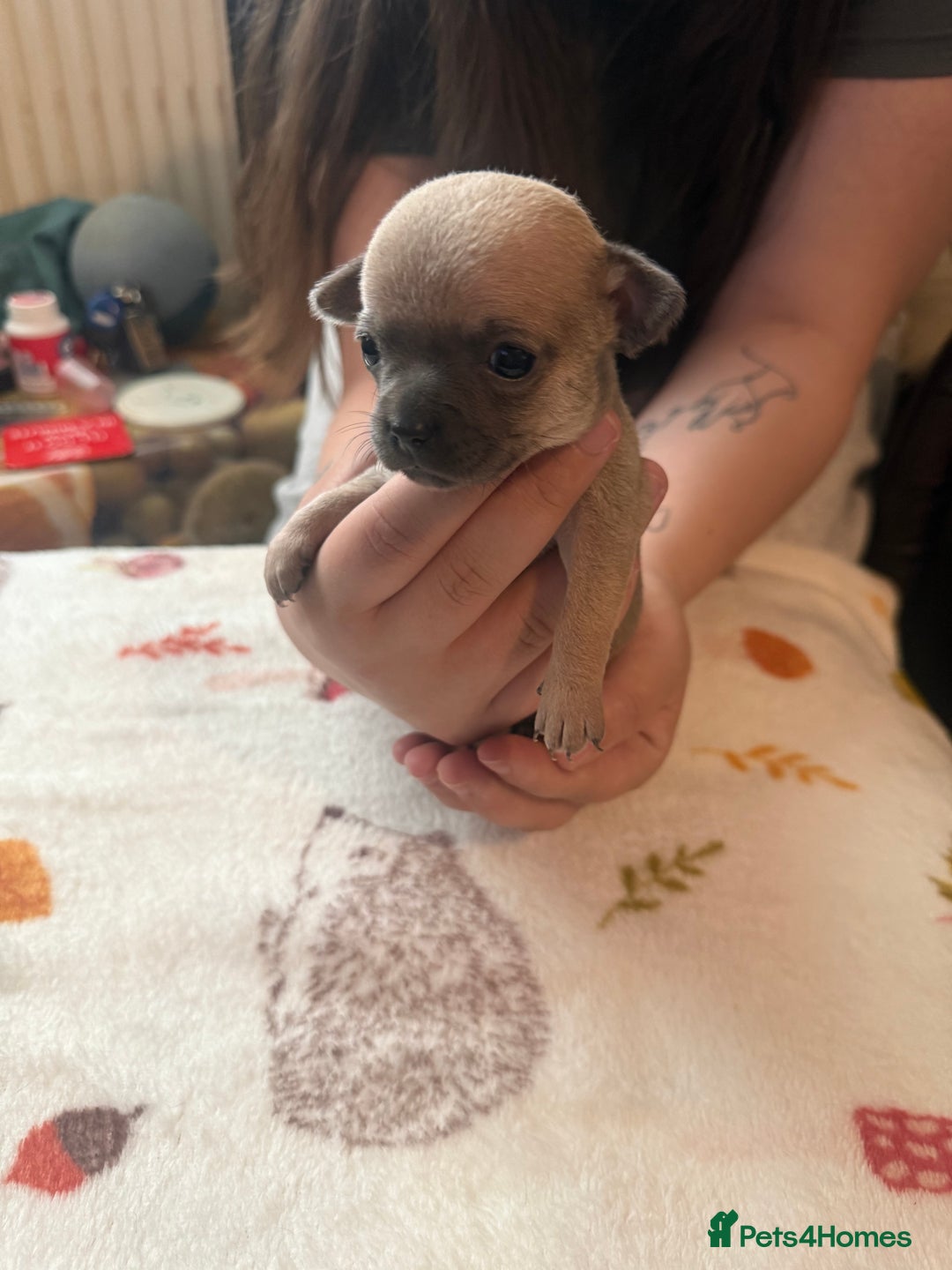Chihuahua dogs for sale: Chihuahua puppies - Image 4