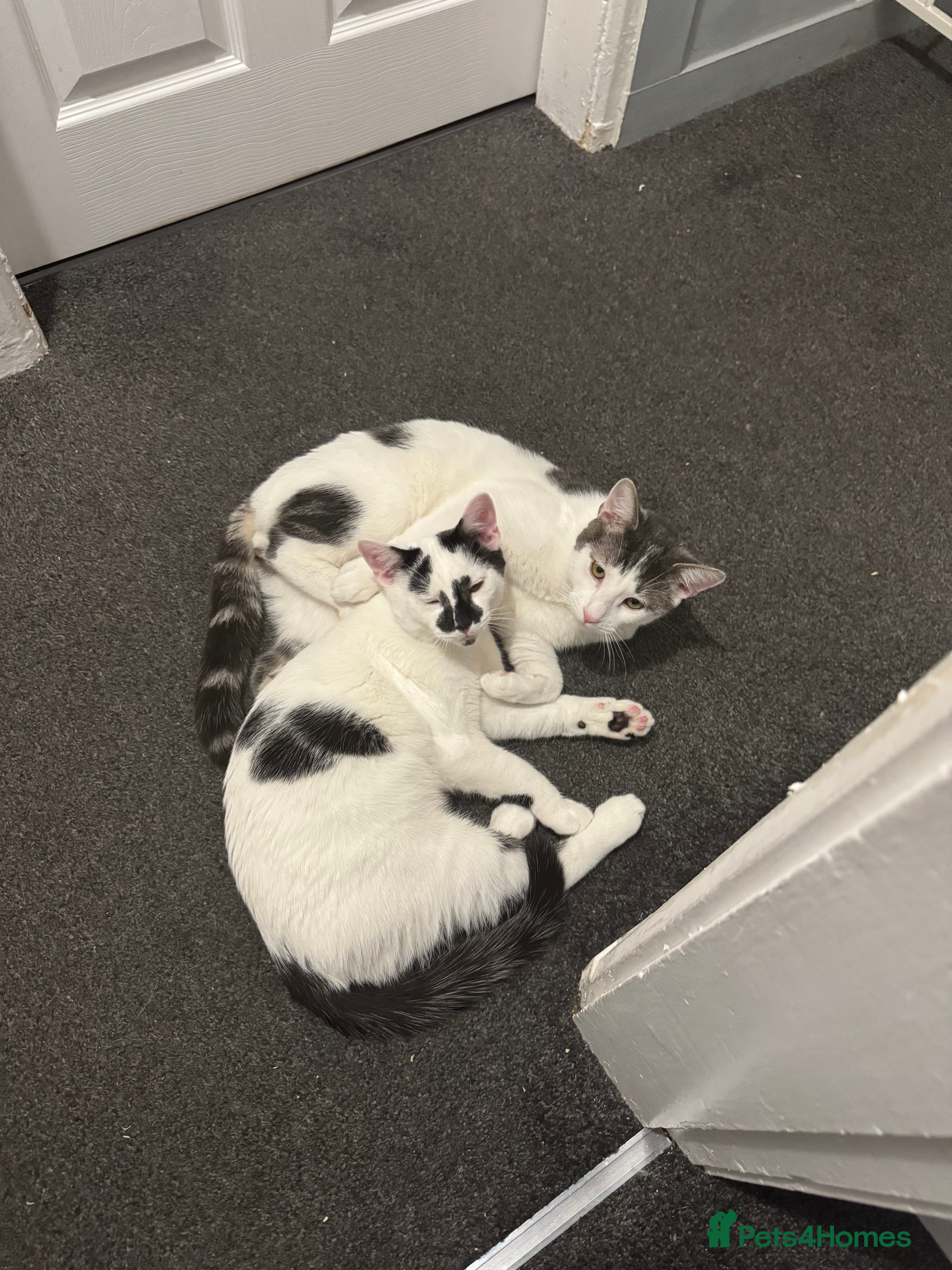 Mixed Breed cats 2 male kittens  - Advert 10