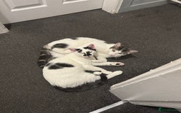 Mixed Breed cats for sale: 2 male kittens  - Image 1