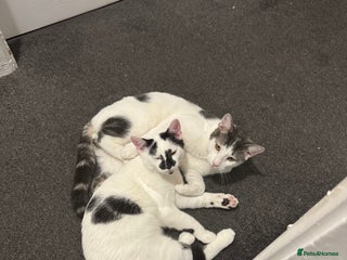 Mixed Breed cats for sale - Advert 1