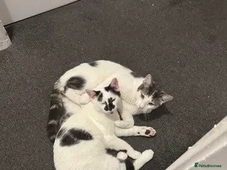 Mixed Breed cats 2 male kittens - Advert 1