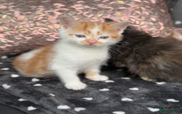 Ragdoll cats for sale: Beautiful Ragdoll cross kittens  - Image 8