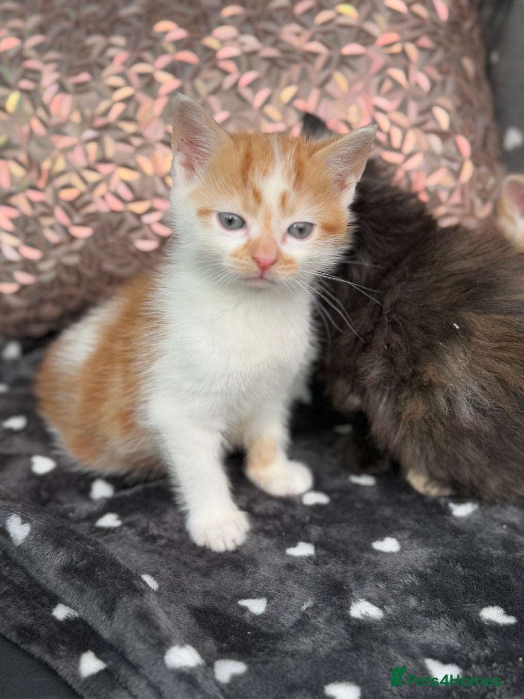 Ragdoll cats for sale: Beautiful Ragdoll cross kittens  - Image 8