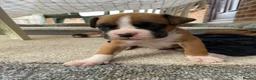 Boxer dogs for sale: Boxer puppies kc registered 5 star council licence - Advert 4